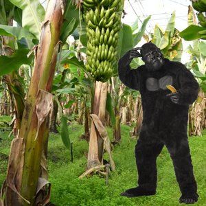 California Costumes Gorilla unisex Halloween Fancy-Dress Costume for Adult. NWOT